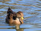 South Georgian Pintail (WWT Slimbridge September 2013) - pic by Nigel Key